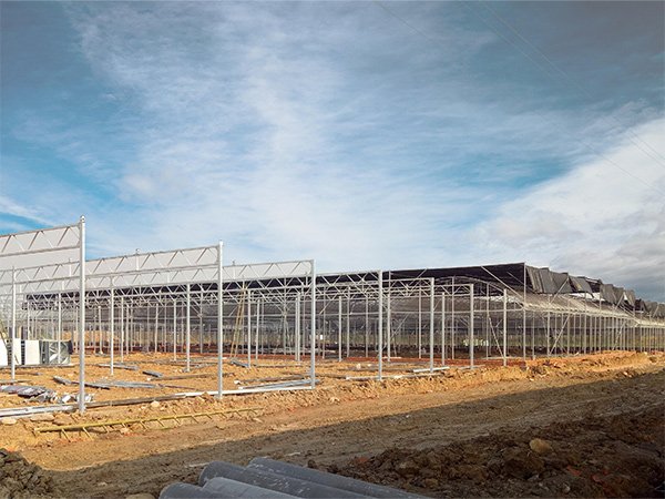 Commercial glass greenhouse project showing greenhouse blocks and service access