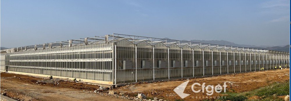 CFGET multi-span greenhouse project showing repeated roof-opening and side-vent interfaces