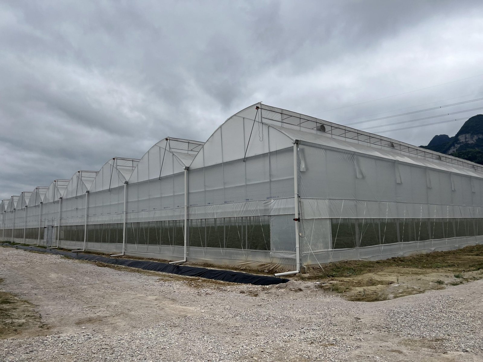 Multi-span sawtooth greenhouse project with large ridge and side ventilation openings