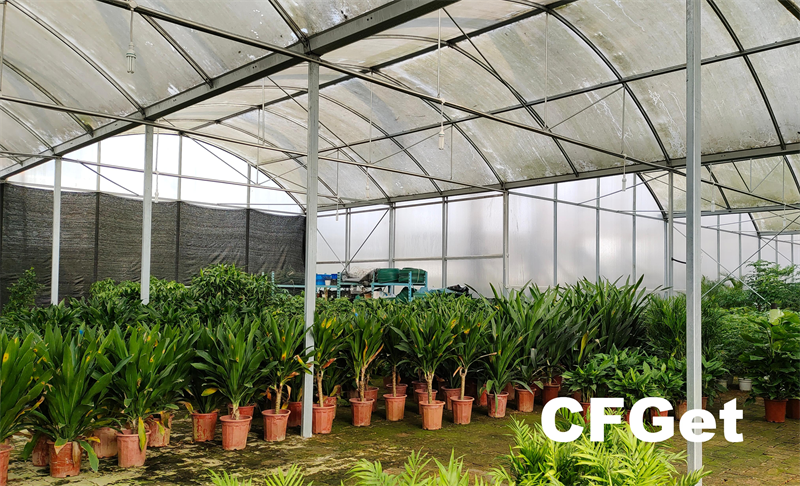 Plants inside an existing CFGET greenhouse with moisture visible on the older roof covering