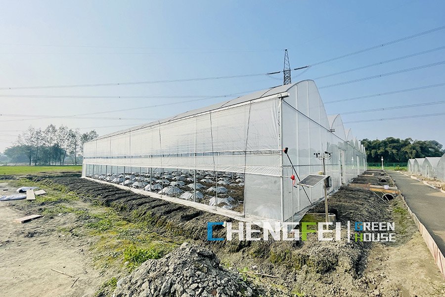 CFGET gutter-connected multi-span film greenhouse at a project site