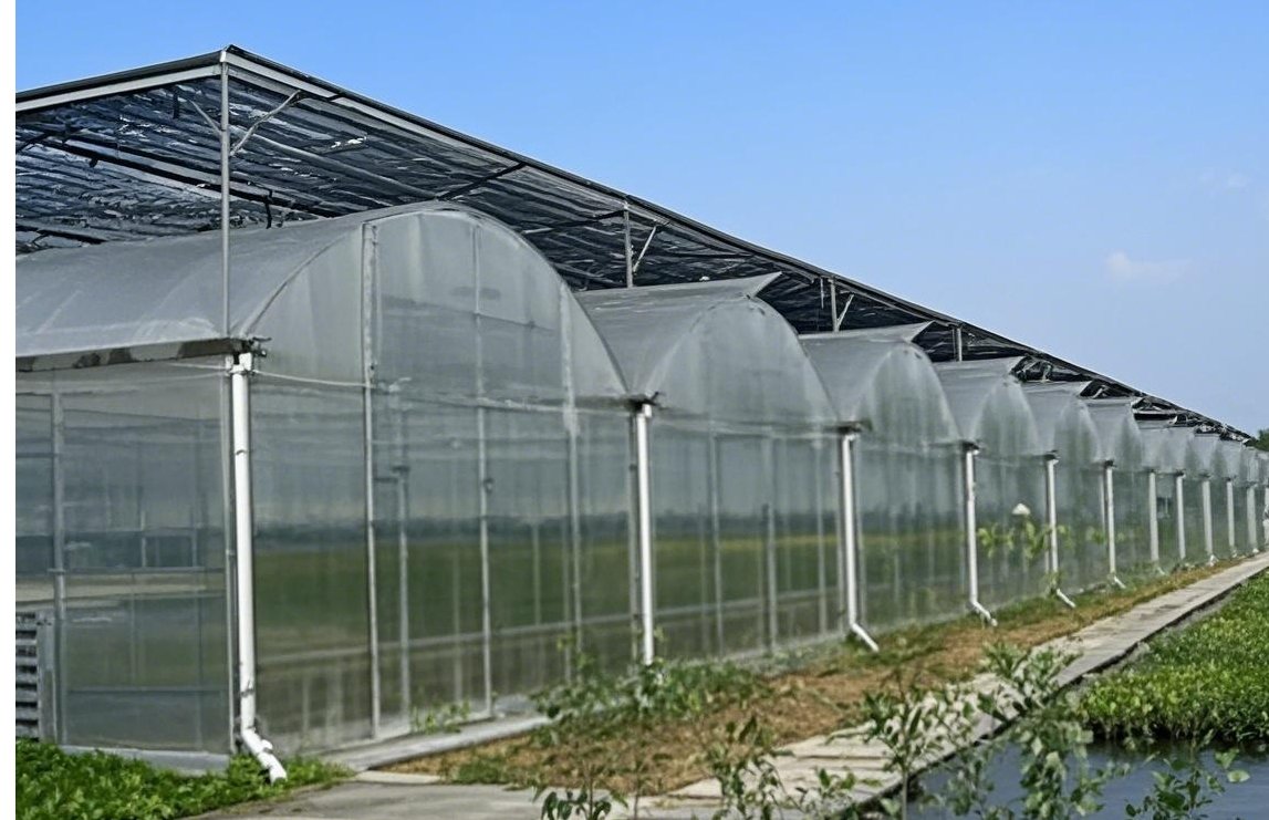 Commercial multi-span greenhouse frame during site construction