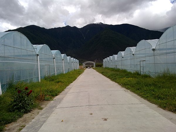 Rows of existing CFGET film greenhouses at a high-altitude project site in Tibet with spacing and mountain exposure visible