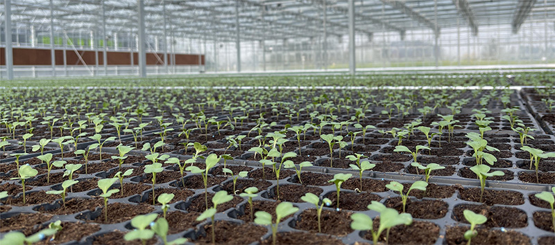 4-Seedling greenhouse