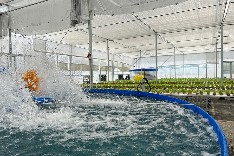 Aquaponics System