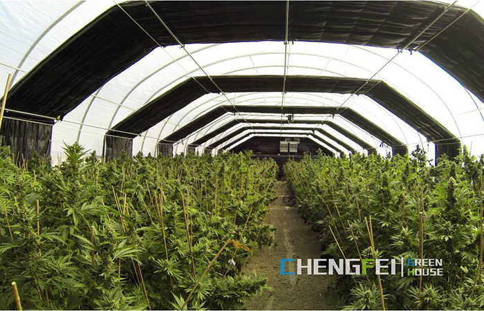 Blackout-greenhouse-for-hemp