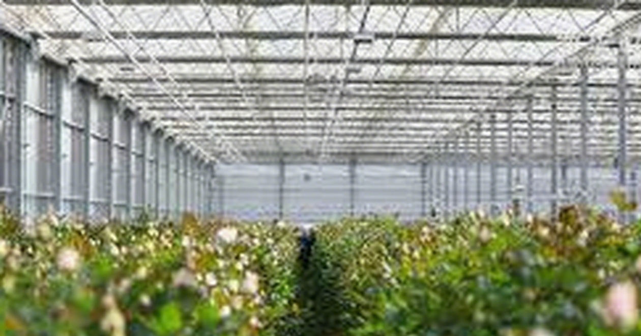 ChineseGreenhouseManufacturing