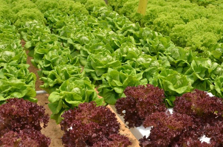 CommercialGreenhouse