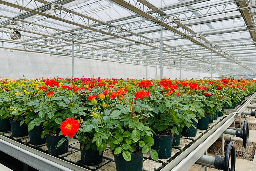 Flower Greenhouse