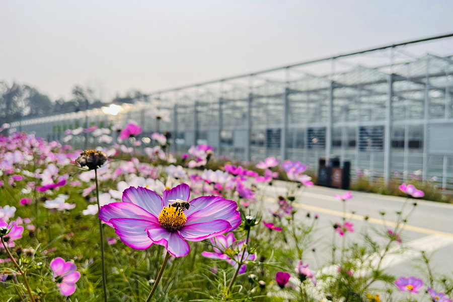 Flower-greenhouse