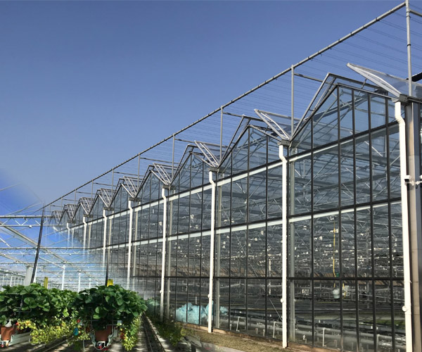 Glass Greenhouse Covering Materials 3