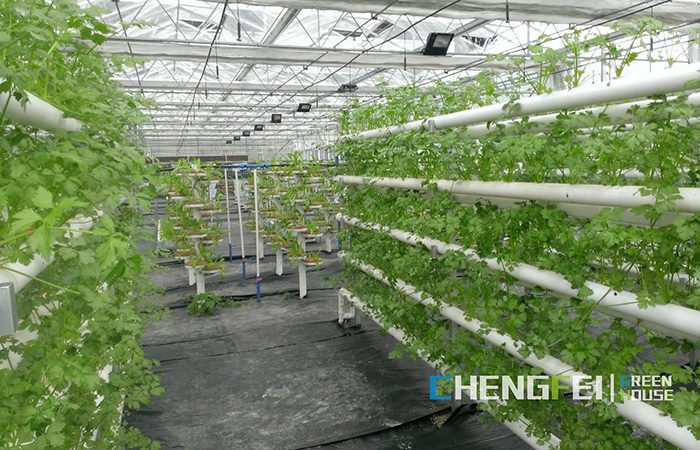 Glass-greenhouse-for-hydroponics