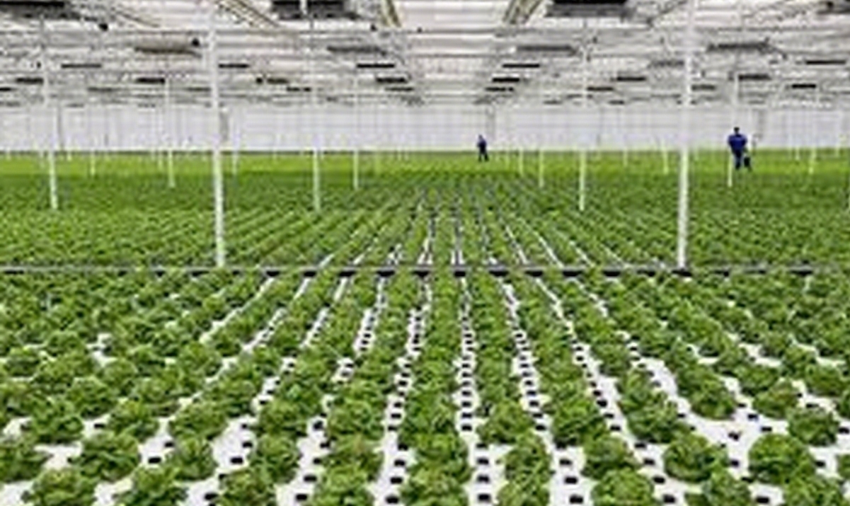 GreenhouseFarming