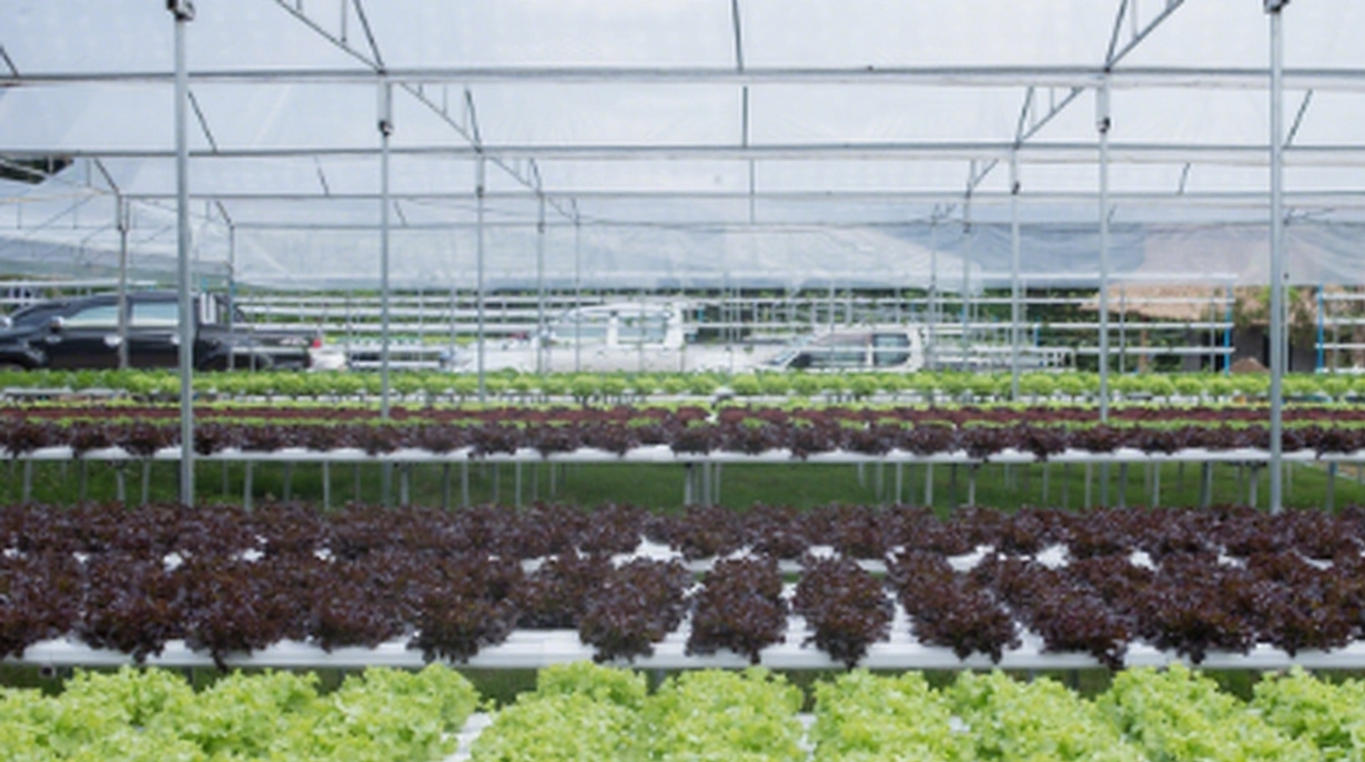 HydroponicGreenhouse