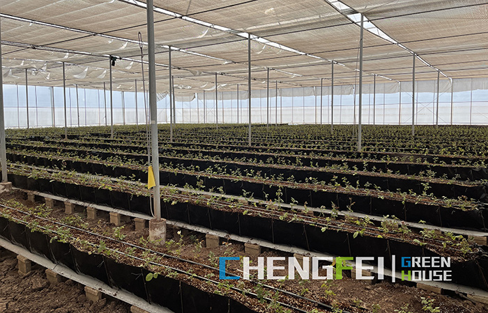 Multi-span-plastic-film-greenhouse-for-herb