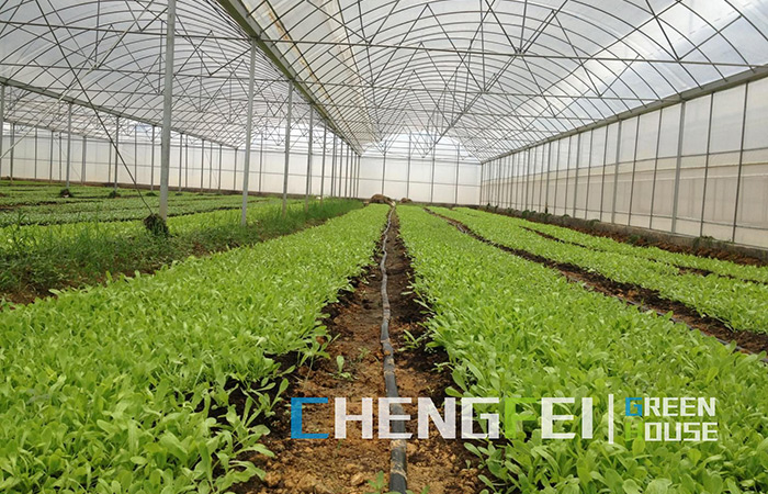 Multi-span-plastic-film-greenhouse-for-seedlings