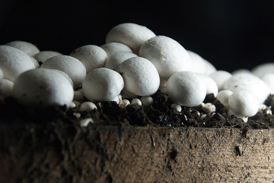 Mushroom Greenhouse