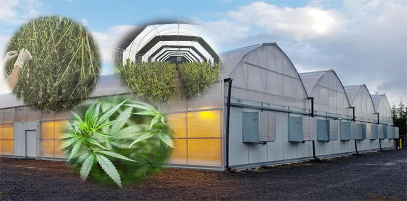 P1--Cannabis greenhouse type