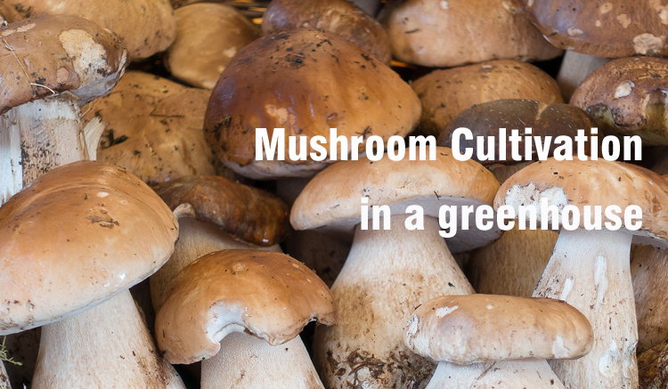 P2-mushroom greenhouse