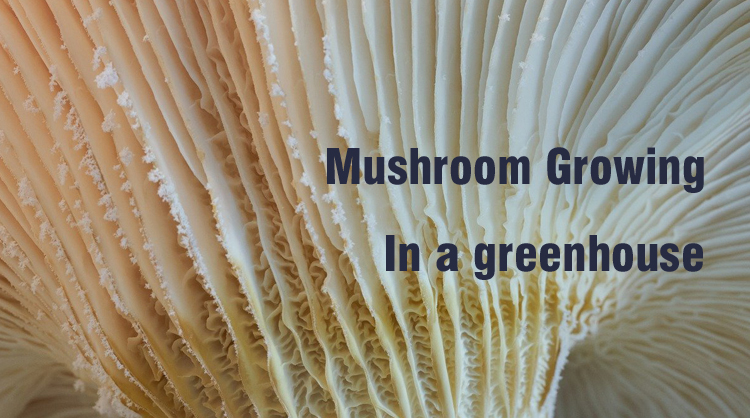 P3-mushroom greenhouse