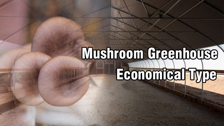 P4-mushroom greenhouse