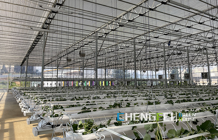PC-sheet-greenhouse-for-fruits