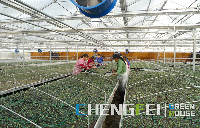 PC-sheet-greenhouse-for-seedlings