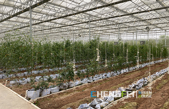 PC-sheet-greenhouse-for-vegetables