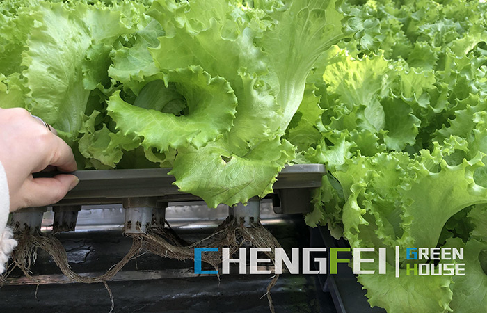 PC-sheet-greenhouse-for-vegetables