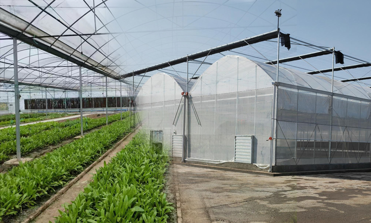 Plastic film greenhouse