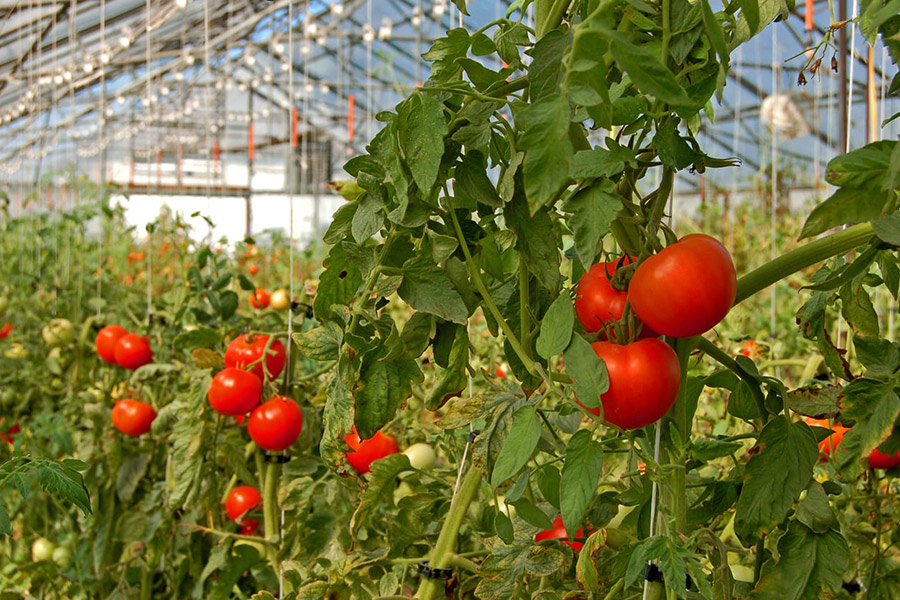 Tomato Greenhouse