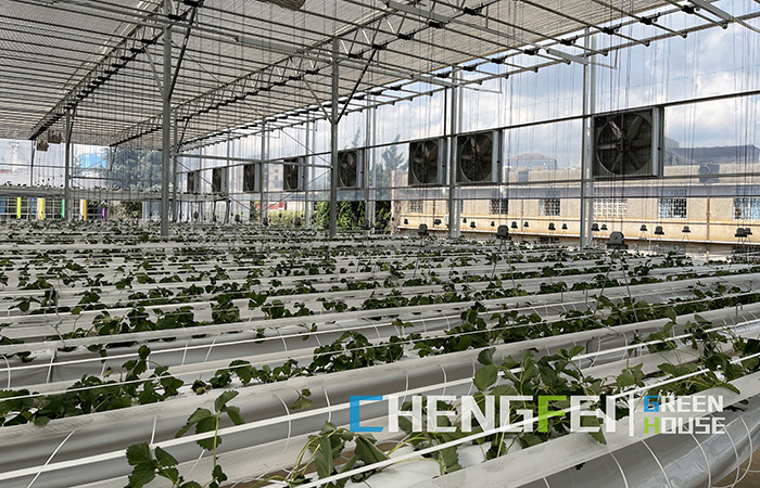 Upgrade-glass-greenhouse-for-agriculture