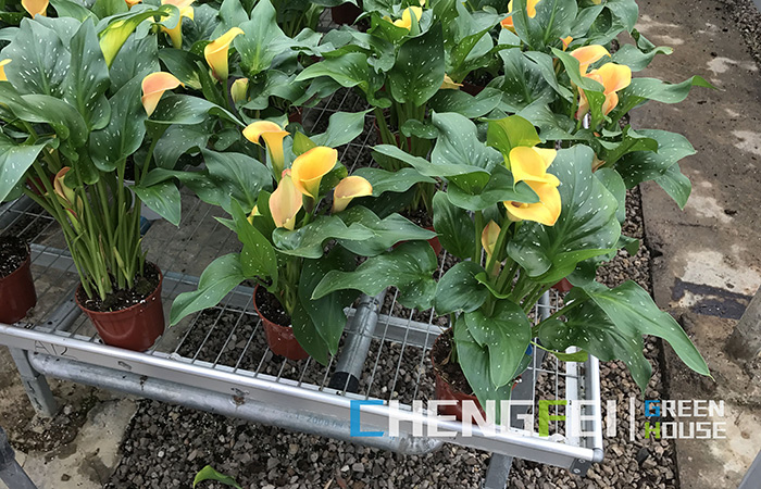 Upgrade-glass-greenhouse-for-flowers