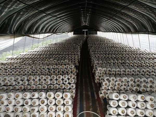 Blackout greenhouse project in Ningxia, China - project view 3