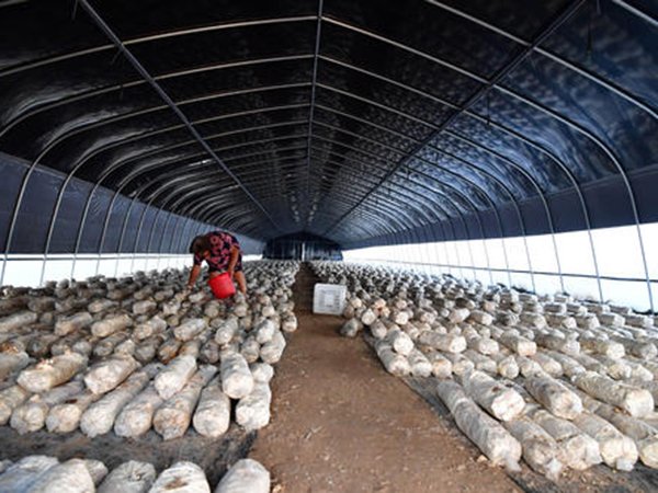 Blackout greenhouse project in Ningxia, China - project view 4