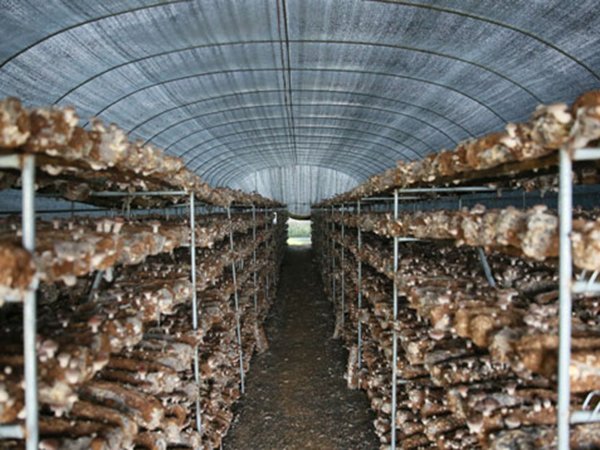 Blackout greenhouse project in Ningxia, China - project view 5