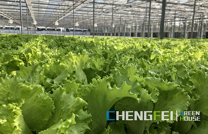 glass-greenhouse-for-vegetables