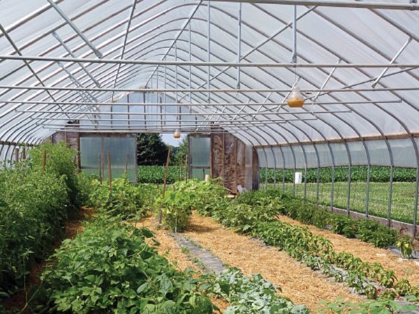 Gothic tunnel greenhouse project in Norway - project view 5