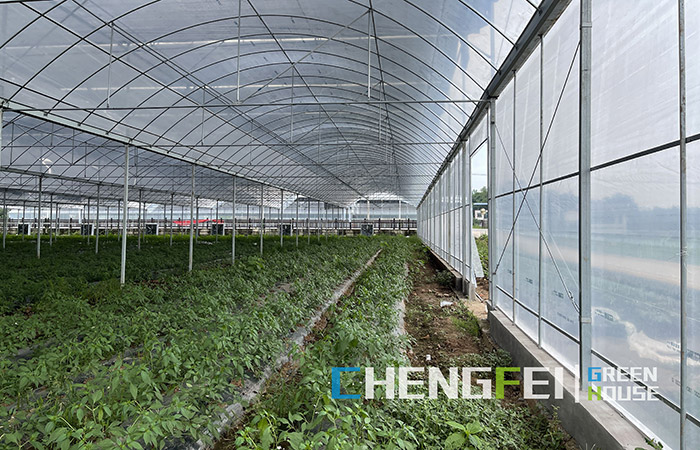 multi-span-plastic-film-greenhouse-(1)