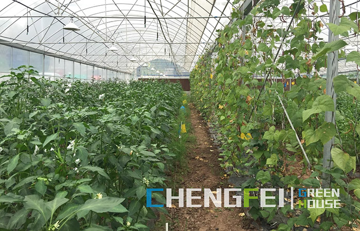 multi-span-plastic-film-greenhouse-(4)