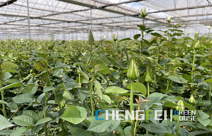 multi-span-plastic-film-greenhouse-for-flower