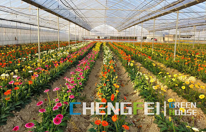 multi-span-plastic-film-greenhouse-for-flowers