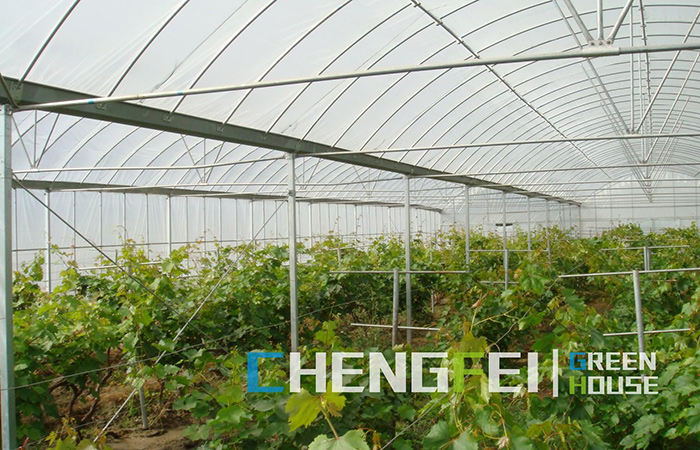 multi-span-plastic-film-greenhouse-for-fruits