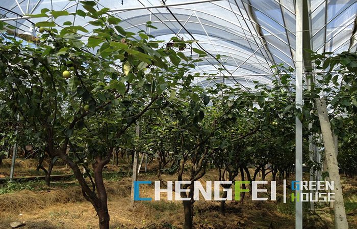 multi-span-plastic-film-greenhouse-for-fruits