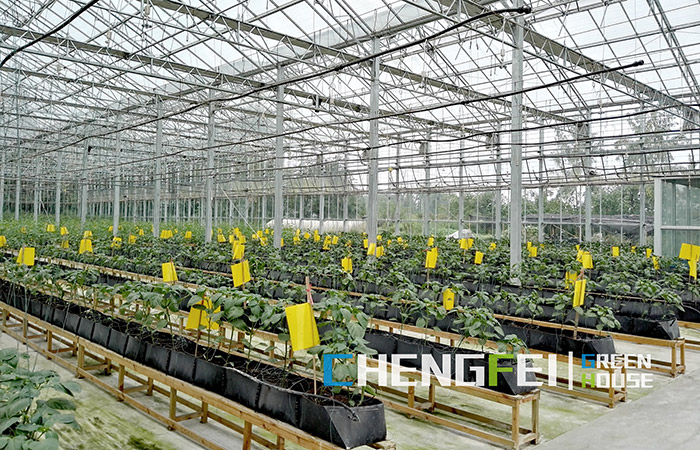 multi-span-plastic-film-greenhouse-for-fruits