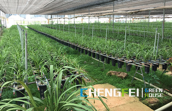 multi-span-plastic-film-greenhouse-for-herbs-(1)
