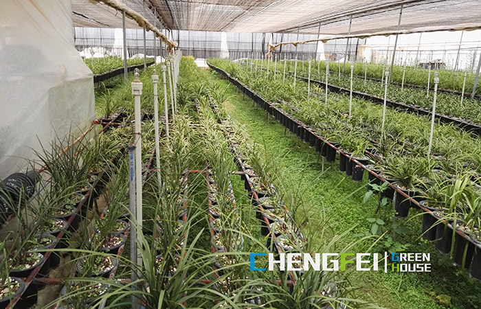 multi-span-plastic-film-greenhouse-for-herbs-(2)