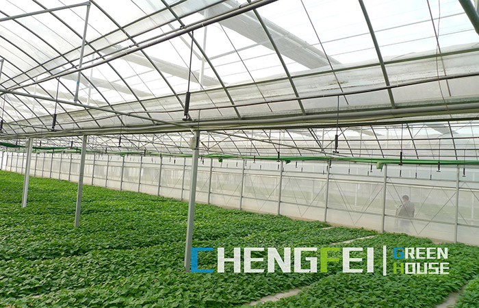 multi-span-plastic-film-greenhouse-for-herbs