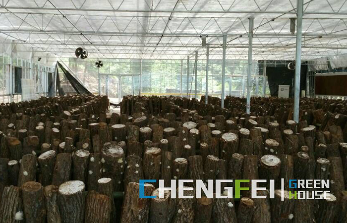 multi-span-plastic-film-greenhouse-for-mushrooms-(4)