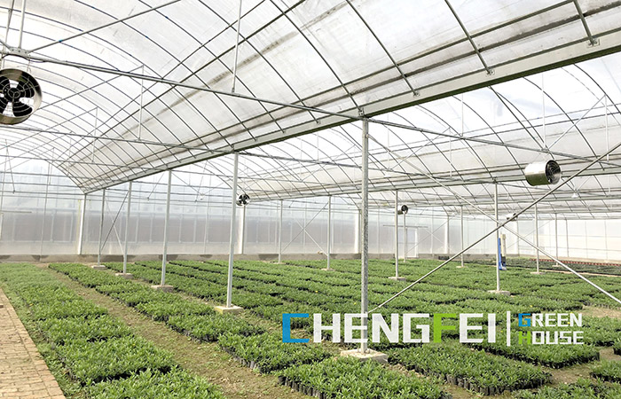 multi-span-plastic-film-greenhouse-for-seedlings
